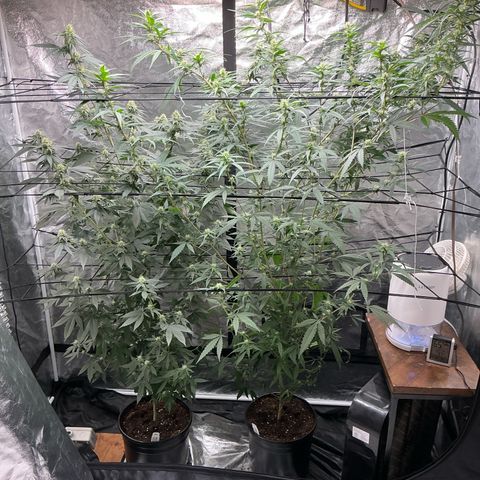 Sherbet Haze and Slurry3 growlog timeline photo