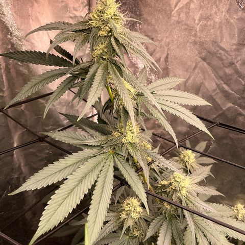 Sherbet Haze and Slurry3 growlog timeline photo