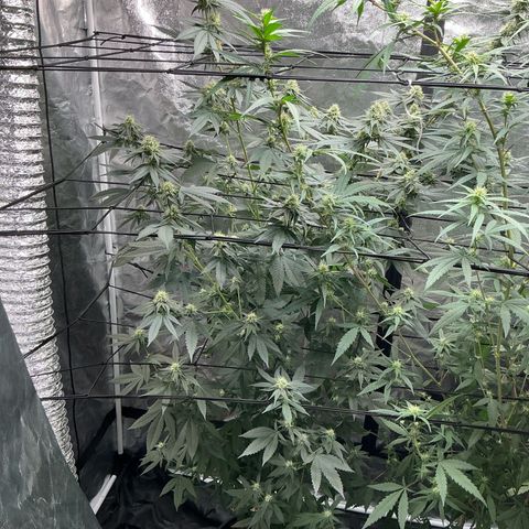 Sherbet Haze and Slurry3 growlog timeline photo