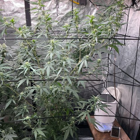 Sherbet Haze and Slurry3 growlog timeline photo
