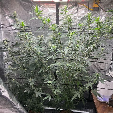 Sherbet Haze and Slurry3 growlog timeline photo