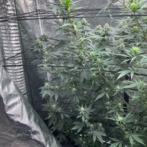 Sherbet Haze and Slurry3 growlog timeline photo