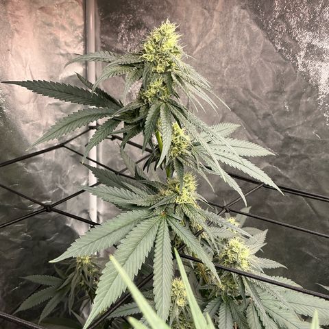 Sherbet Haze and Slurry3 growlog timeline photo