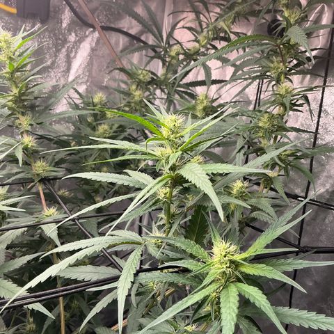 Sherbet Haze and Slurry3 growlog timeline photo