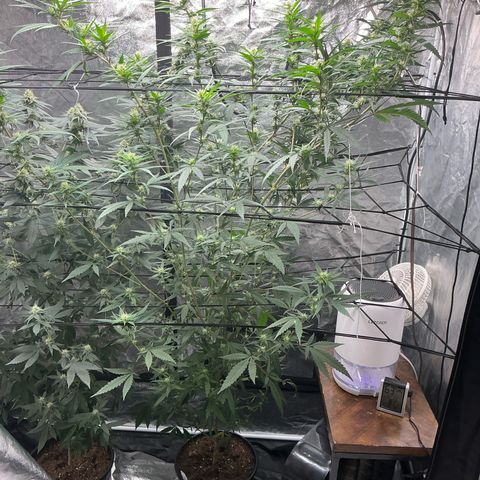 Sherbet Haze and Slurry3 growlog timeline photo