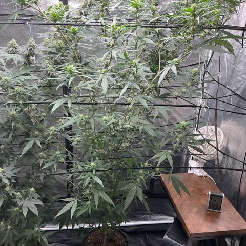 Sherbet Haze and Slurry3 growlog timeline photo