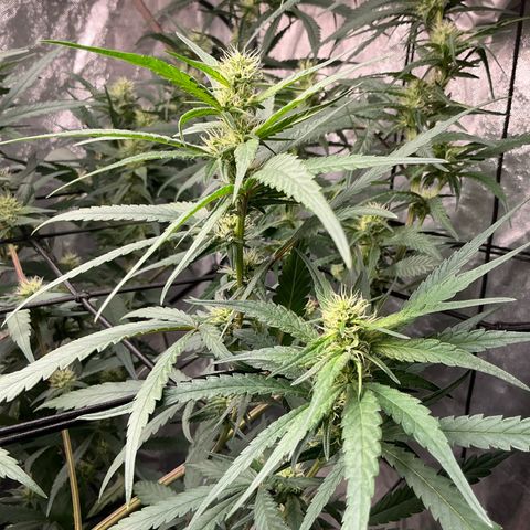 Sherbet Haze and Slurry3 growlog timeline photo
