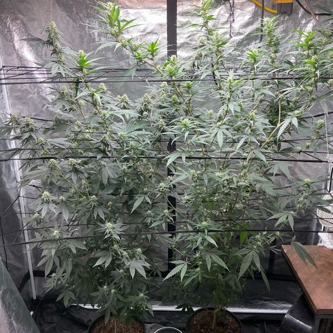 Sherbet Haze and Slurry3 growlog timeline photo