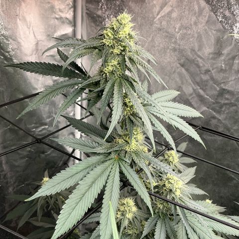 Sherbet Haze and Slurry3 growlog timeline photo