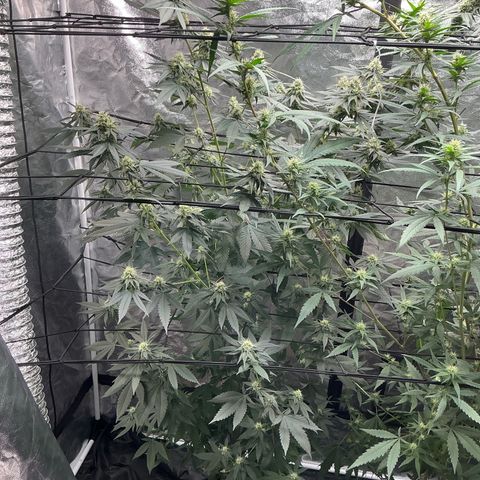 Sherbet Haze and Slurry3 growlog timeline photo