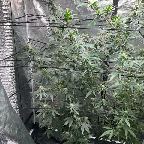 Sherbet Haze and Slurry3 growlog timeline photo