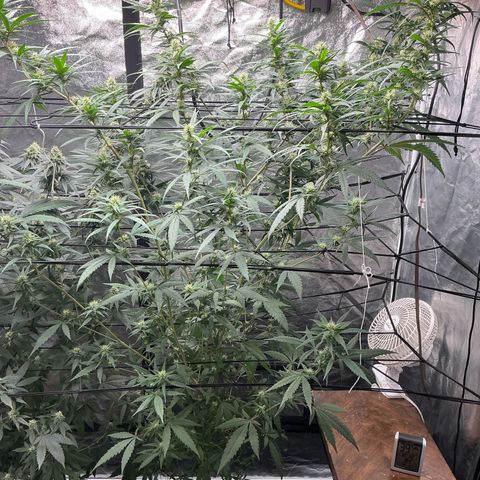 Sherbet Haze and Slurry3 growlog timeline photo