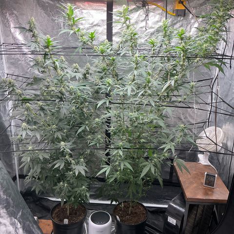 Sherbet Haze and Slurry3 growlog timeline photo