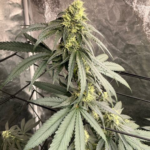 Sherbet Haze and Slurry3 growlog timeline photo