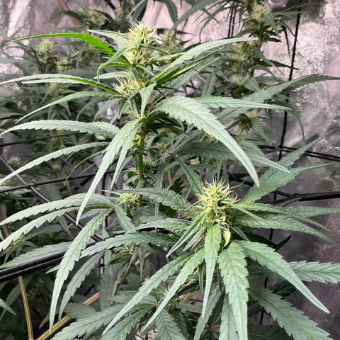 Sherbet Haze and Slurry3 growlog timeline photo