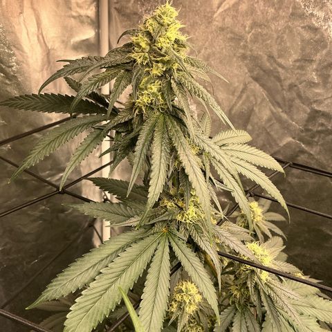 Sherbet Haze and Slurry3 growlog timeline photo