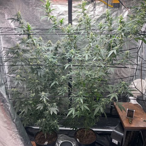 Sherbet Haze and Slurry3 growlog timeline photo