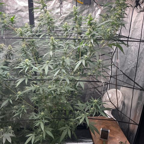 Sherbet Haze and Slurry3 growlog timeline photo
