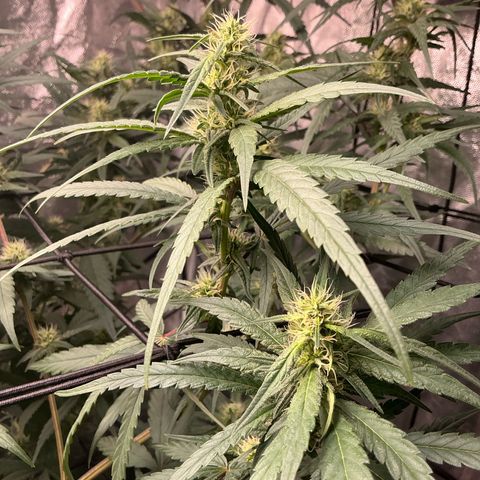 Sherbet Haze and Slurry3 growlog timeline photo