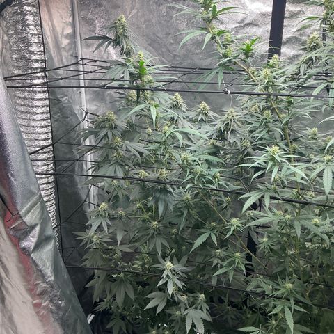 Sherbet Haze and Slurry3 growlog timeline photo
