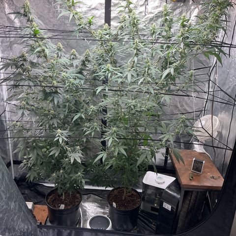 Sherbet Haze and Slurry3 growlog timeline photo