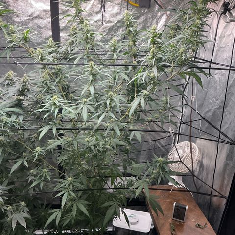 Sherbet Haze and Slurry3 growlog timeline photo