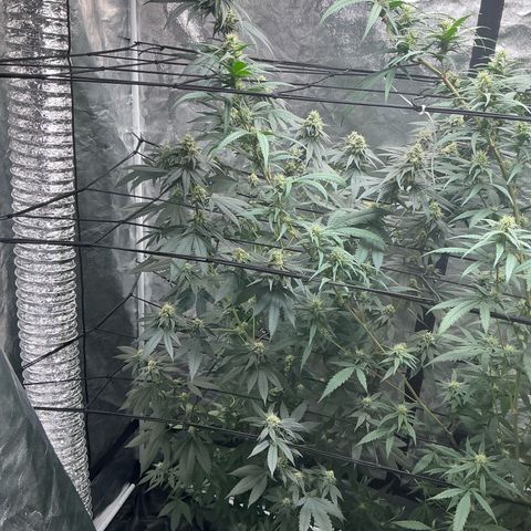 Sherbet Haze and Slurry3 growlog timeline photo