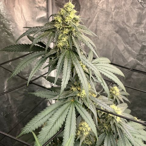 Sherbet Haze and Slurry3 growlog timeline photo