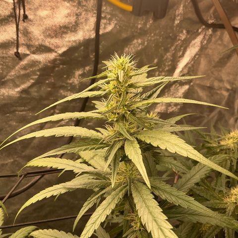 Sherbet Haze and Slurry3 growlog timeline photo
