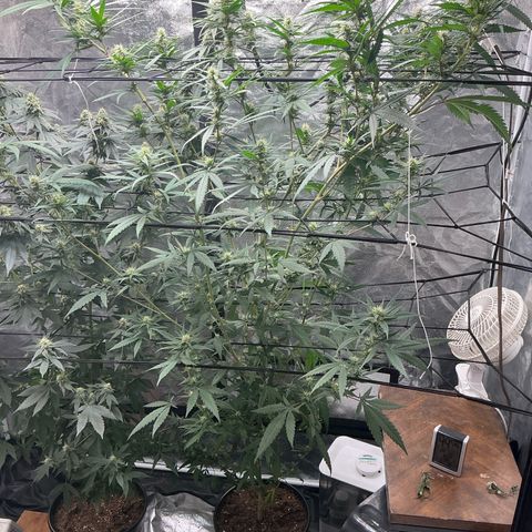 Sherbet Haze and Slurry3 growlog timeline photo