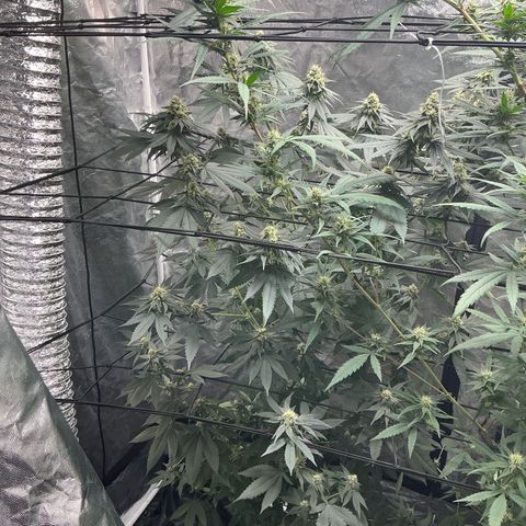 Sherbet Haze and Slurry3 growlog timeline photo