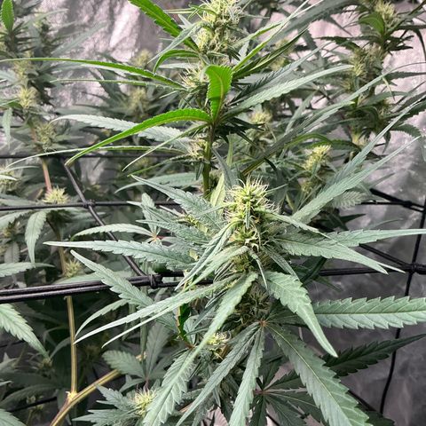 Sherbet Haze and Slurry3 growlog timeline photo