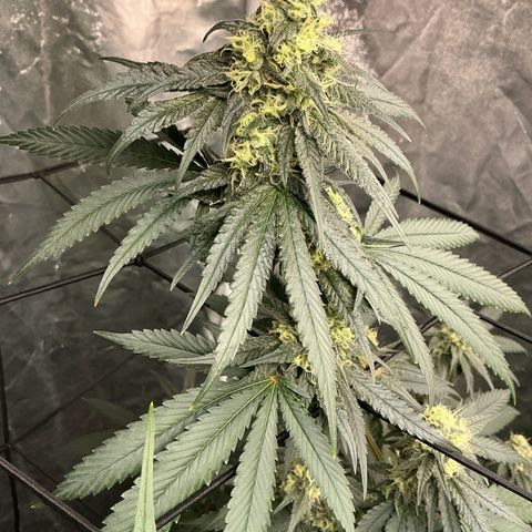 Sherbet Haze and Slurry3 growlog timeline photo