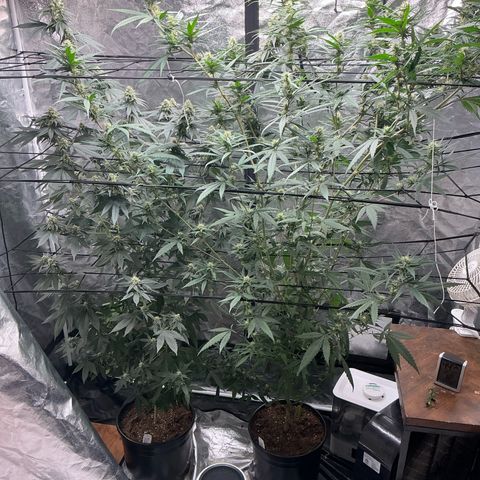Sherbet Haze and Slurry3 growlog timeline photo