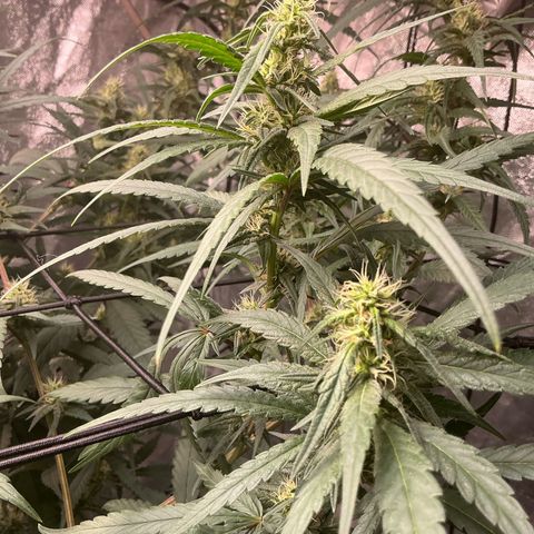 Sherbet Haze and Slurry3 growlog timeline photo