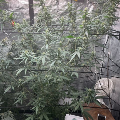 Sherbet Haze and Slurry3 growlog timeline photo