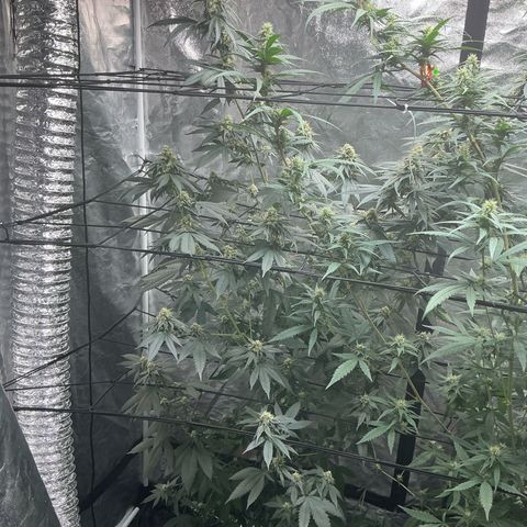 Sherbet Haze and Slurry3 growlog timeline photo