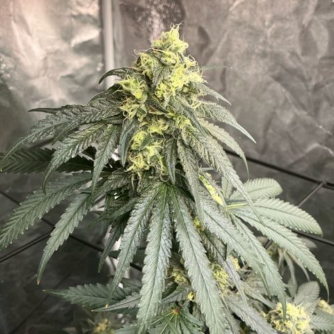 Sherbet Haze and Slurry3 growlog timeline photo