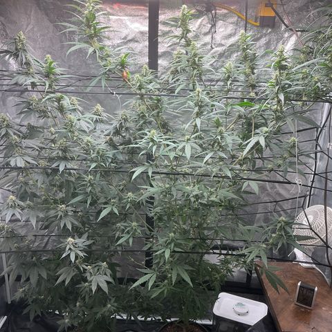 Sherbet Haze and Slurry3 growlog timeline photo