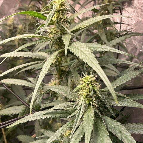 Sherbet Haze and Slurry3 growlog timeline photo