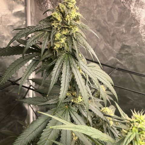 Sherbet Haze and Slurry3 growlog timeline photo