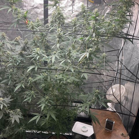 Sherbet Haze and Slurry3 growlog timeline photo