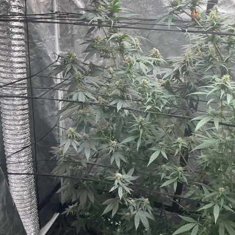 Sherbet Haze and Slurry3 growlog timeline photo