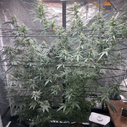 Sherbet Haze and Slurry3 growlog timeline photo