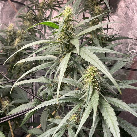 Sherbet Haze and Slurry3 growlog timeline photo