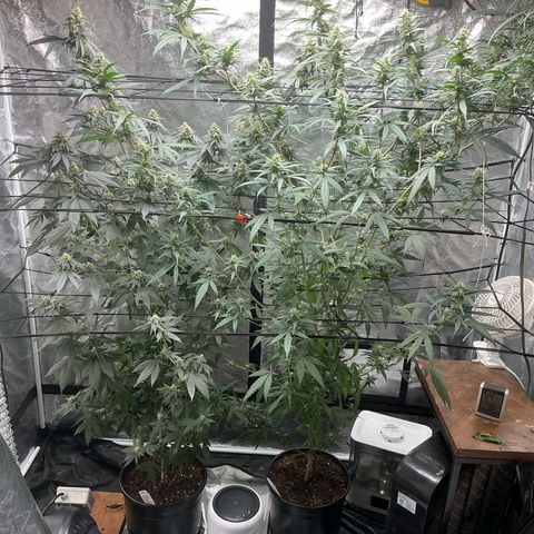 Sherbet Haze and Slurry3 growlog timeline photo