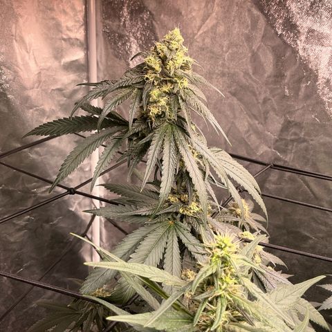 Sherbet Haze and Slurry3 growlog timeline photo