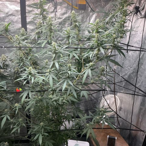 Sherbet Haze and Slurry3 growlog timeline photo
