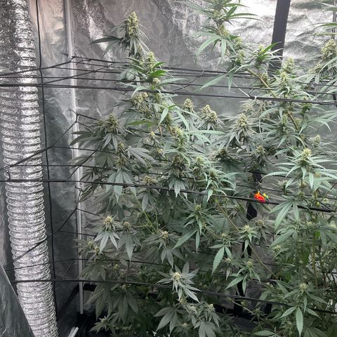 Sherbet Haze and Slurry3 growlog timeline photo