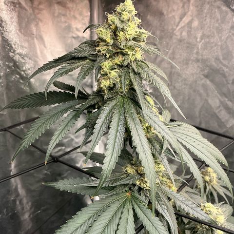 Sherbet Haze and Slurry3 growlog timeline photo